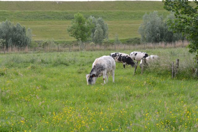 20140524-FCM-Doel_Belgie-068
