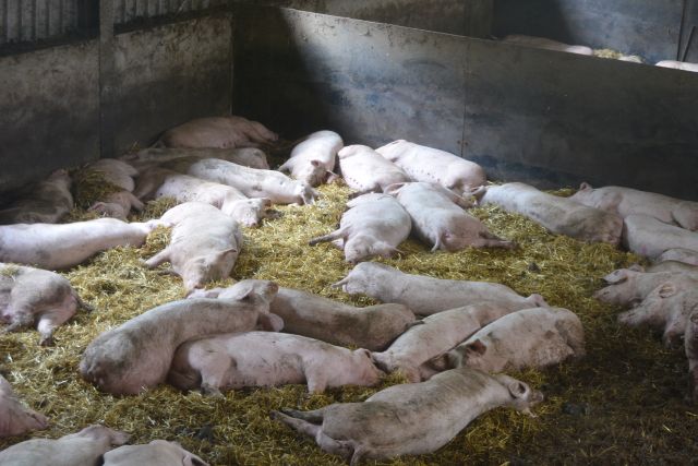 20140809-WeekendDeurne-040