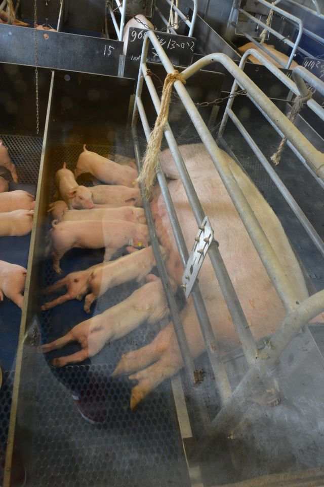 20140809-WeekendDeurne-041